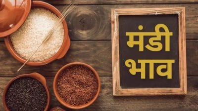 Mandi Bhav: मूंग के दाम में जबरदस्त उछाल, देसी और डॉलर चना कमजोर, जानें 29 नवंबर का सटीक भाव