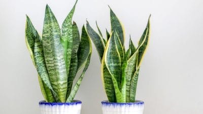 Vastu Tips: क्या आपके रिश्ते में होती रहती है अनबन, घर में लगाएं ये एक पौधा, रिश्तों में आएगी मिठास