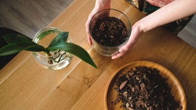 Gardening Tips: पौधों को हरा भरा बनाने में काम आता है कॉफी पाउडर, जानें कैसे करें इस्तेमाल