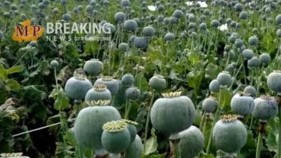 केंद्र सरकार ने जारी की वर्ष 2024-25 की अफीम नीति, कई पट्टे हुए बहाल