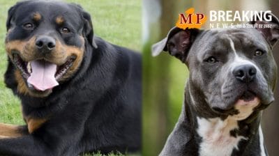 Dog Breeds: केंद्र ने 23 डॉग ब्रीड्स के इंपोर्ट-ब्रीडिंग पर रोक लगाने का राज्यों को भेजा प्रस्ताव, इसमें पिटबुल और रॉटविलर भी शामिल, पढ़े खबर