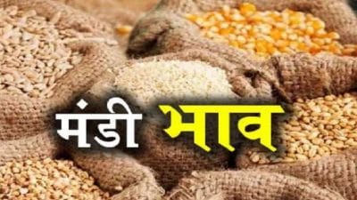 Mandi Bhav: मूंग के दाम में जबरदस्त गिरावट, देसी चना में उछाल, देखें गुरुवार का ताजा मंडी भाव