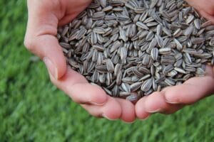sunflower seeds benefits