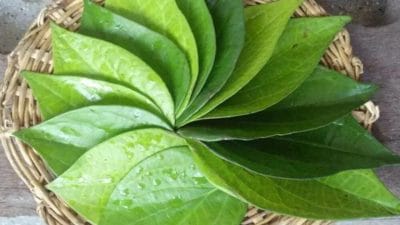 Vastu Tips: इन देवी-देवताओं को लगाएं पान के पत्ते का भोग, जाग उठेगी सोई हुई किस्मत