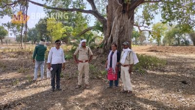 Damoh News: जानलेवा साबित हो रही भीषण गर्मी, वन विभाग ने 35 चमगादड़ों के शव को किया बरामद