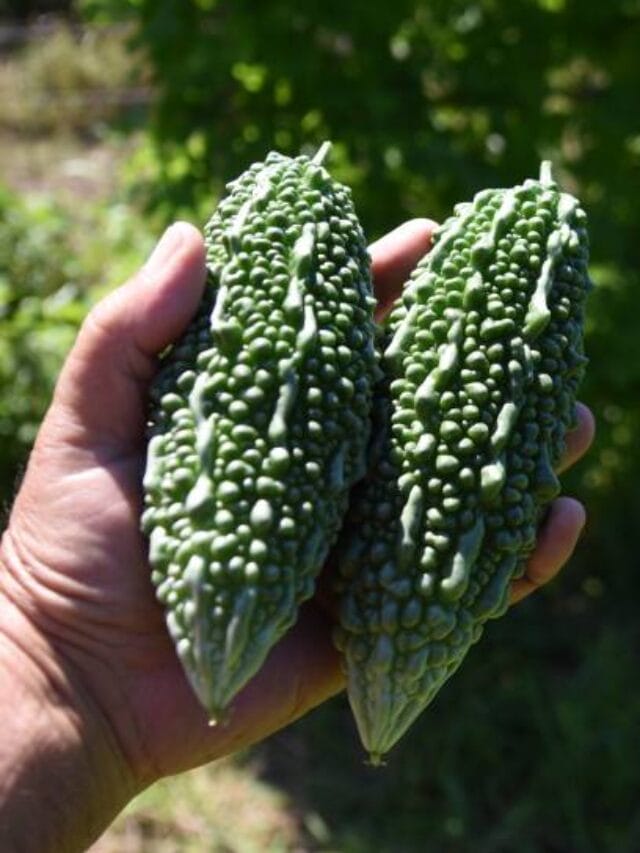 ज्यादा करेला खाने के 9 नुकसान