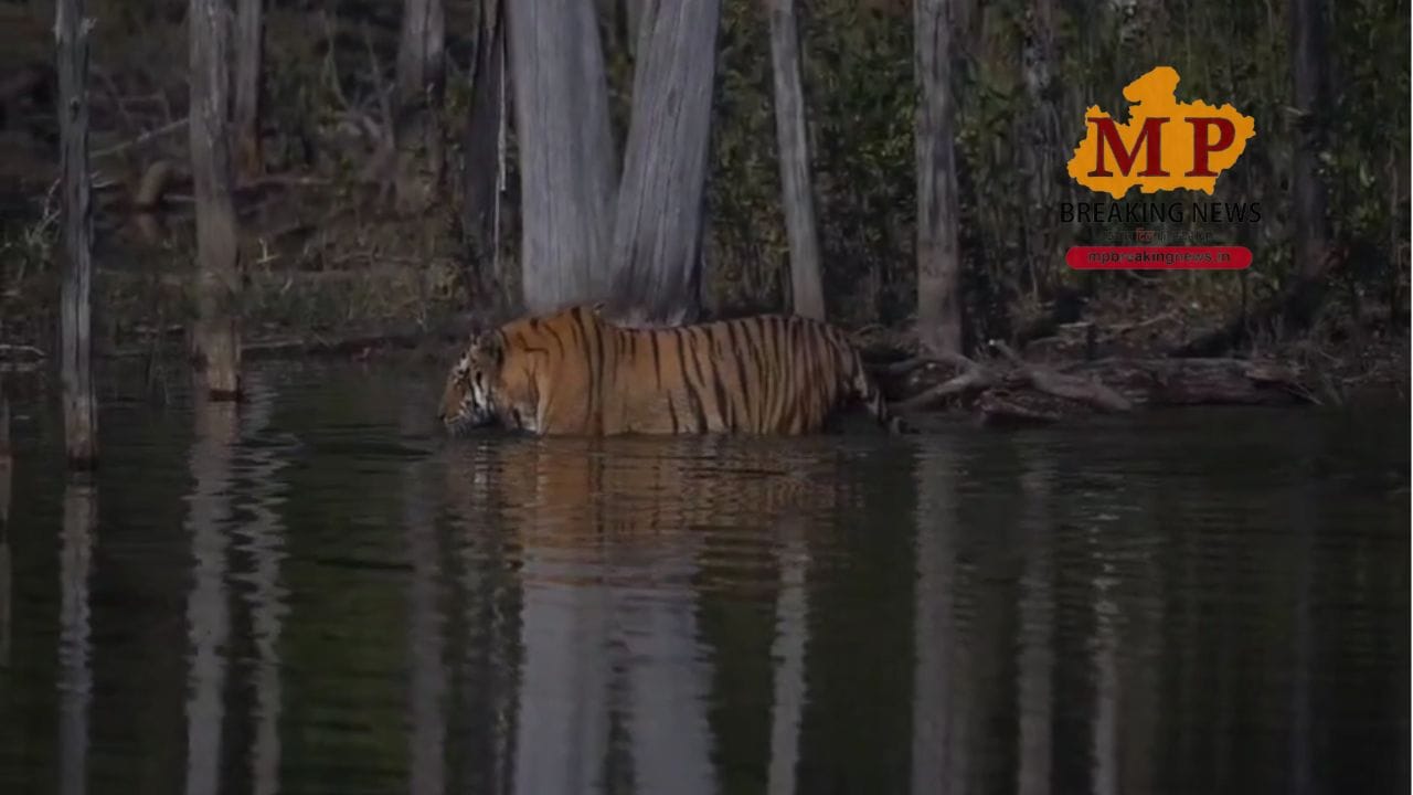 Narmadapuram tiger