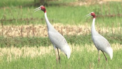 MP News: “सारस” को भाया मध्य प्रदेश का ये जिला, धान के खेत, नदी का किनारा बने इस खूबसूरत पक्षी की शरण स्थली