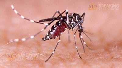 Dengue Cases in Indore: इंदौर में बढ़ रहा डेंगू का खतरा, स्वास्थ्य विभाग ने जारी की एडवाइजरी, 50 मामले हुए रिकॉर्ड!