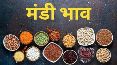 Mandi Bhav: डॉलर चना, मूंग और तुअर तेज, बढ़े गेहूं-सोयाबीन के भाव, देखें 25 अक्टूबर का सटीक रेट