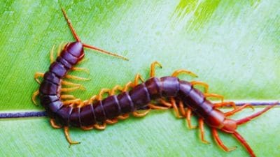 बारिश के मौसम में कनखजूरे का दिखना शुभ या अशुभ? जानें यहां