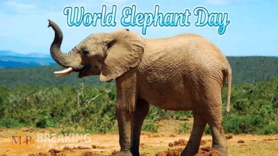 World Elephant Day 2024 : क्यों मनाया जाता है विश्व हाथी दिवस, जानिए उद्देश्य और इस साल की थीम