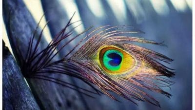 घर के इन स्थानों पर मोर पंख रखने से आएगी खुशहाली, मां लक्ष्मी भी बरसाएंगी कृपा