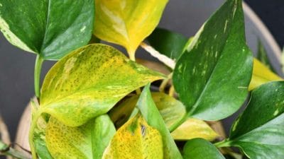 ठंड में भी हरी-भरी रहेंगी मनी प्लांट की पत्तियां, किचन की इन 2 चीजों का करें इस्तेमाल