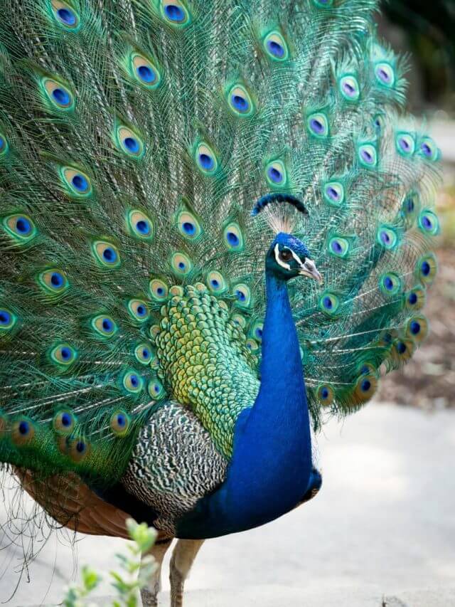 मोर का जीवनकाल: स्वास्थ्य, प्रजनन और पर्यावरणीय प्रभाव