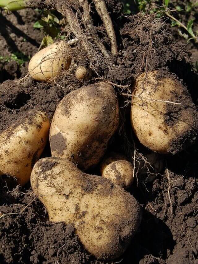 आलू का इतिहास और महत्व: गरीबों की सब्जी से लेकर औद्योगिक उपयोग तक