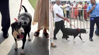 Goa… जिसके वीडियो हो रहे हैं हर जगह सोशल मीडिया पर वायरल, आखिर क्या रिश्ता है इसका स्व.रतन टाटा के साथ, पढ़ें