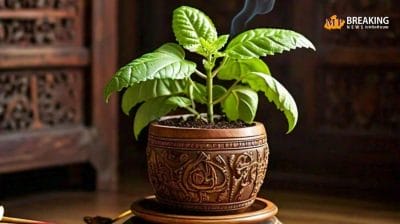 घर में आज ही लगाएं ये पौधे, दिवाली पर बरसेगी मां लक्ष्मी की कृपा, पढ़ें यह खबर