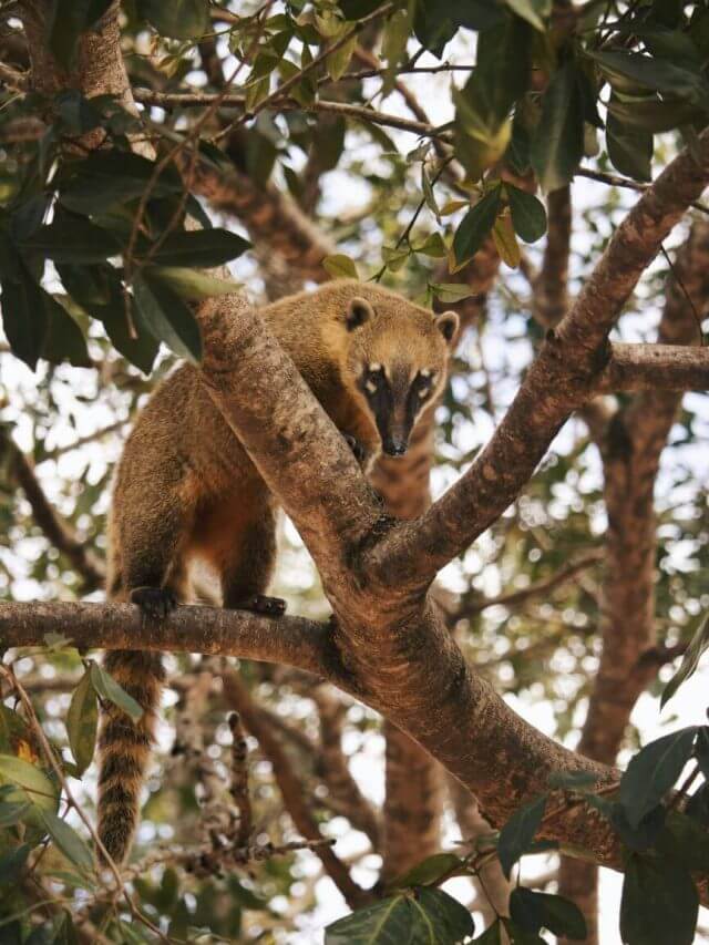 अपने ही बच्चों को मारकर खा जाते हैं ये 8 जानवर!