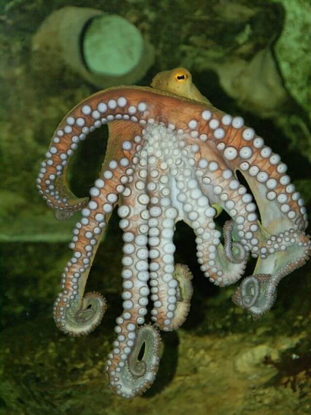 Octopus : की बाहों का रहस्य: क्या उनके पास खुद का दिमाग होता है?