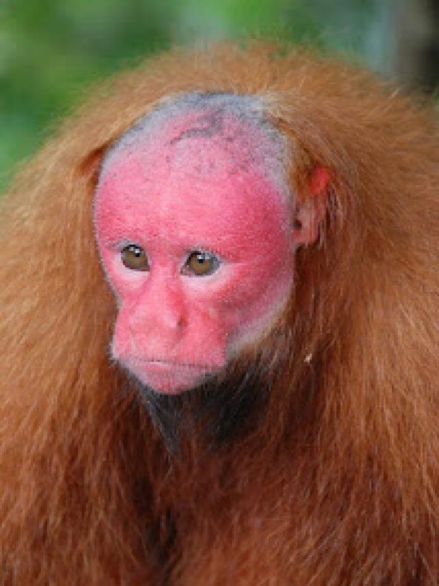 bald_uakari_hindi
