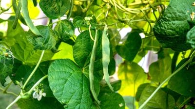 सेम के पौधों को काली चींटियों से बचाने के लिए मिर्च का इस्तेमाल कैसे करें? जानें आसान तरीके