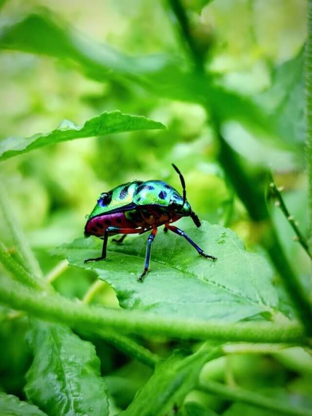 10 सबसे खतरनाक व जानलेवा कीड़े-मकोड़े जिनसे हमेशा दूरी बना कर रखें