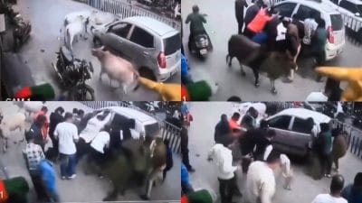 माँ तो आखिर माँ होती है…जब गायों के झुण्ड ने रोकी भागती हुई कार..वजह जानकर रह जायेंगे हैरान