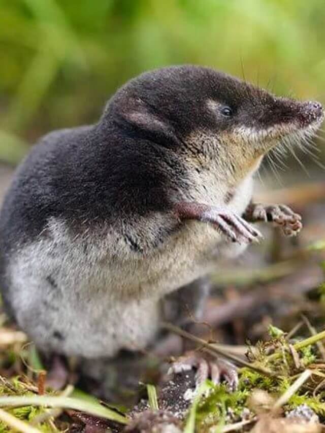 Jungle news: दिमाग को कैसे छोटा कर लेता है ये जानवर, जवाब ने वैज्ञानिकों को हैरत में डाला