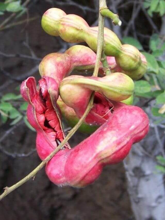 Health Tips: जंगल की ये जलेबी रामबाण से कम नहीं, खाने से पेट के इंफेक्शन हो जाते हैं छूमंतर