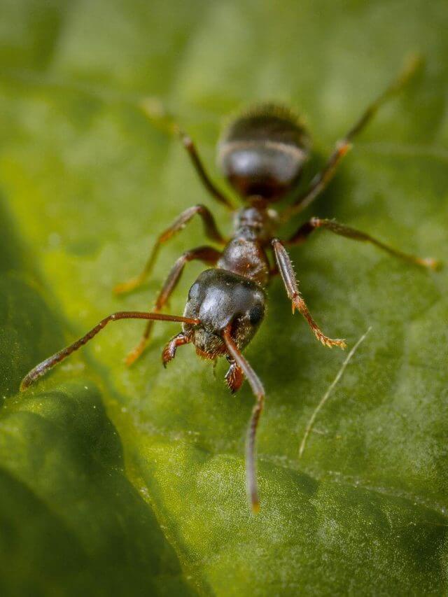 pexels-ekamelev-8169647