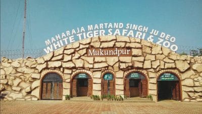 Umaria News : ट्रेन की चपेट में आने से तेंदुआ हुआ घायल, टीम ने किया था रेस्क्यू, इलाज के लिए भेजा मुकुंदपुर