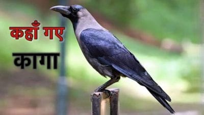 आखिर कहां गायब हो गए कौवे! अगर ये विलुप्त हुए तो पूरे इकोसिस्टम पर पड़ेगा गहरा दुष्प्रभाव