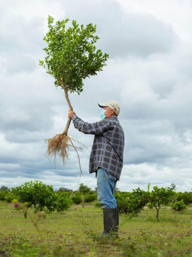 Explainer: अगर सही नहीं लगाए तो शहर को गर्म कर सकते हैं पेड़, जानें क्या है वजह?