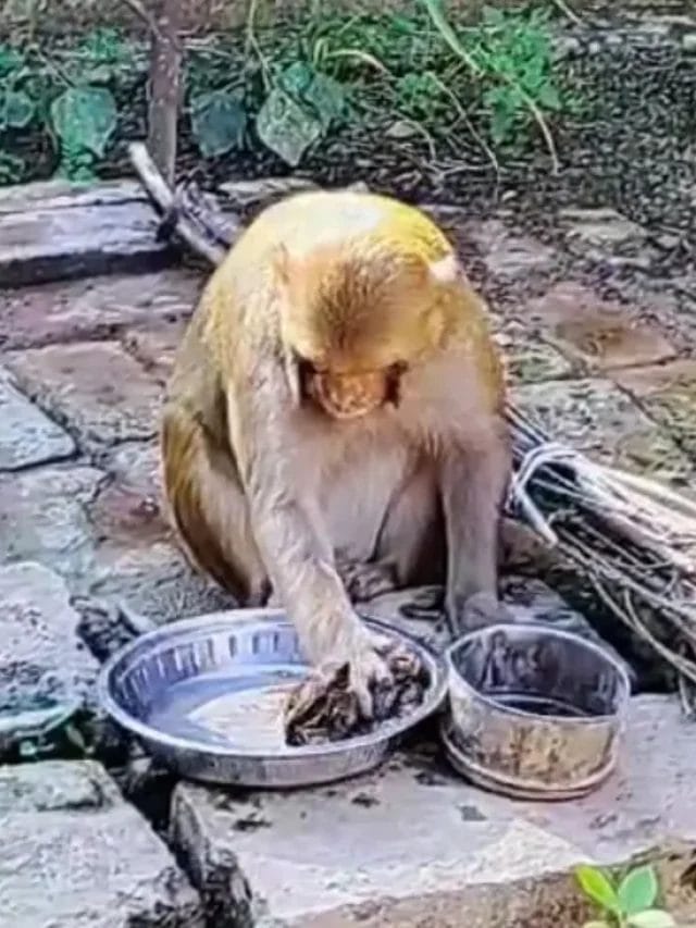 अजब-गजब: नहीं देखी होगी ऐसी बंदरिया, रोटी बनाती है, बर्तन धोती है, 8 सालों से रह रही इंसानों के साथ