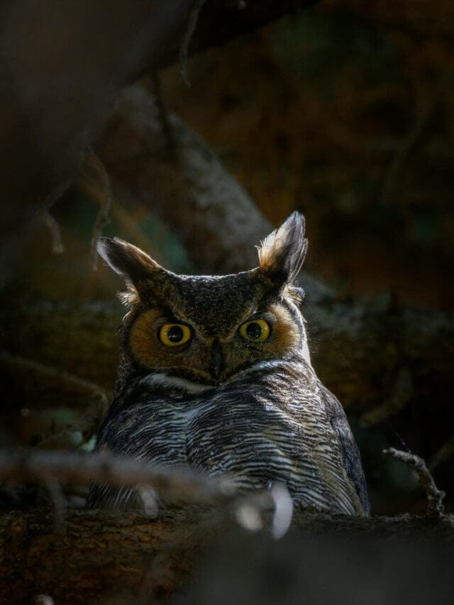 रात के अंधेरे में भी कैसे इतना साफ देख पाते हैं उल्लू? आंखों में ऐसा क्या लगा है