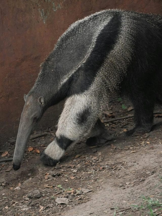 दुनिया का इकलौता जानवर, जिसके होते हैं दो सिर! क्या आप जानते हैं उसका नाम? जानकर हो जाएंगे हैरान