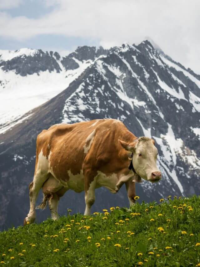 pexels-njeromin-19400410