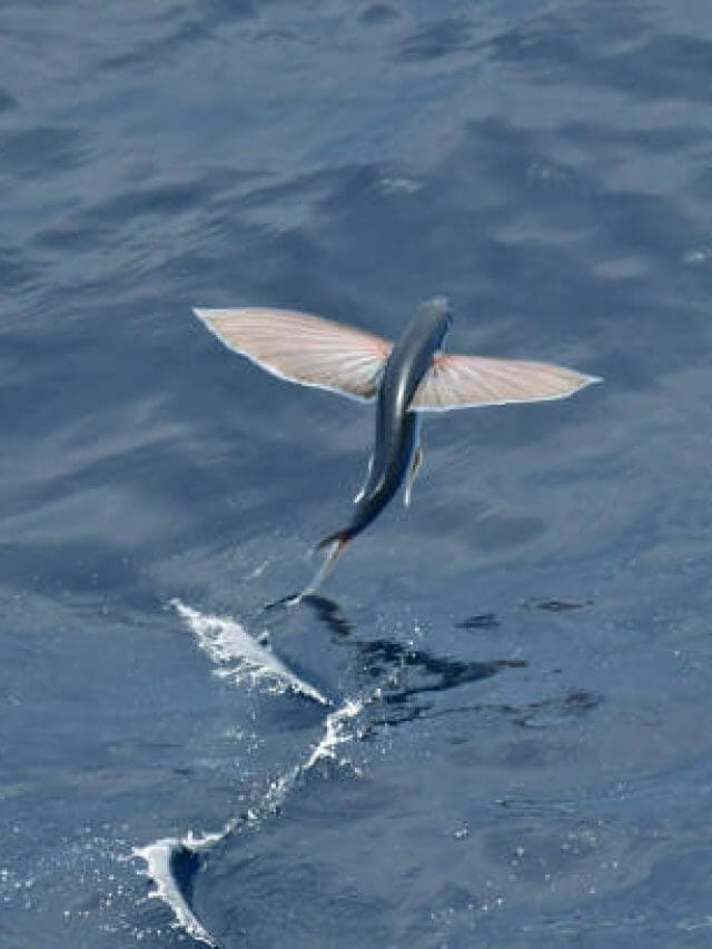 Flying fish species taking off from the ocean surface in the Atlantic ocean.