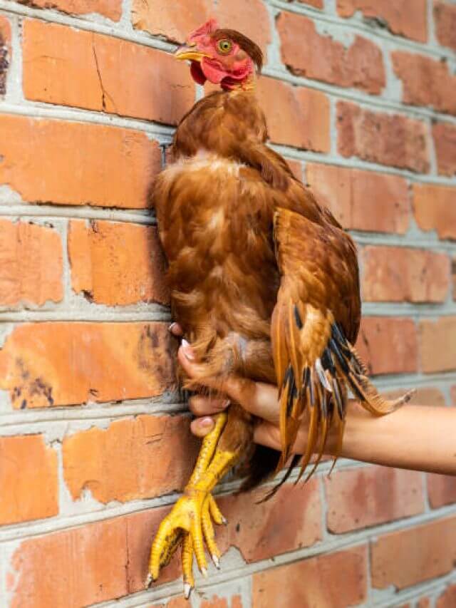 Homemade red chicken in hand near a brick red wall. High quality photo