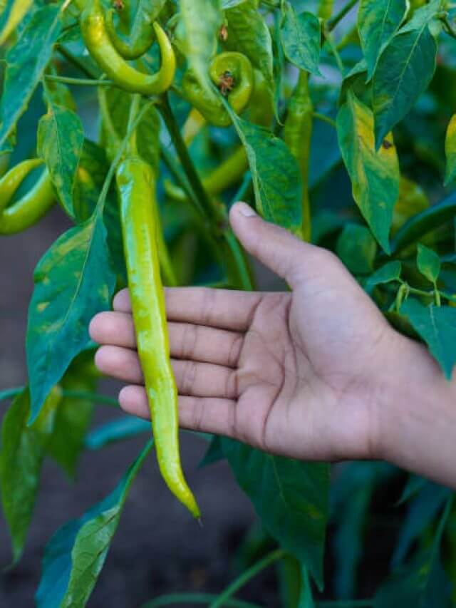 पेनकिलर्स का भी बाप है पेड़ पर उगने वाली यह तीखी चीज ! शरीर की सूजन मिटाने में असरदार, फायदे बेशुमार