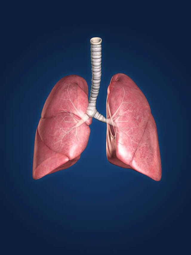 फेफड़ों को मजबूत करने के लिए खाएं ये 5 फूड्स, इंफेक्शन का खतरा होगा कम ! इम्यूनिटी भी कर देंगे बूस्ट