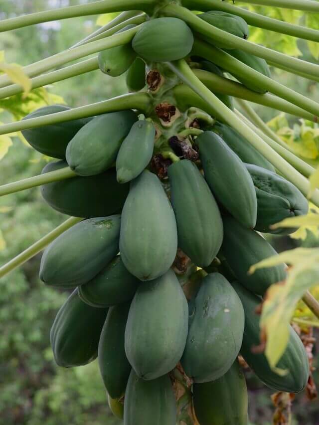 जान गए पपीते के बीज के ये फायदे, तो इसे कूड़े में फेंकना बंद कर देंगे आप