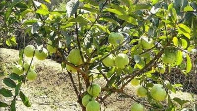 अमरुद के फलों में लग जाते हैं कीड़े, पौधों में डालें ये एक सफ़ेद पाउडर, बस 10 रुपये का आएगा खर्च