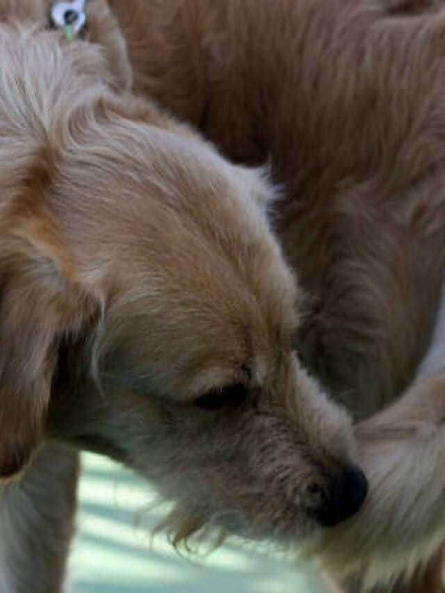 Close-Up Of Dog Lying Down