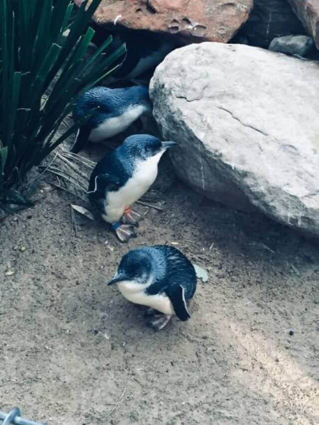 Small Penguins in Australia