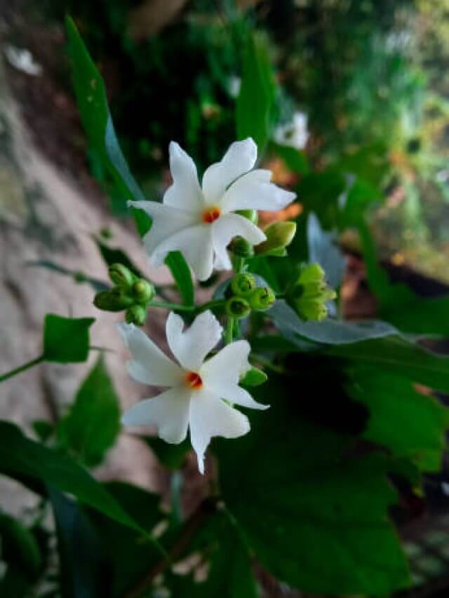 Nyctanthes arbor-tristis, the night-flowering jasmine or Parijat