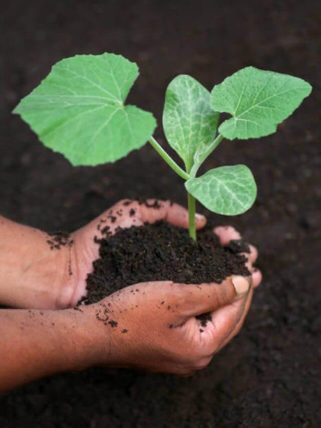 Seedling of a bottle gourd in hand for planting