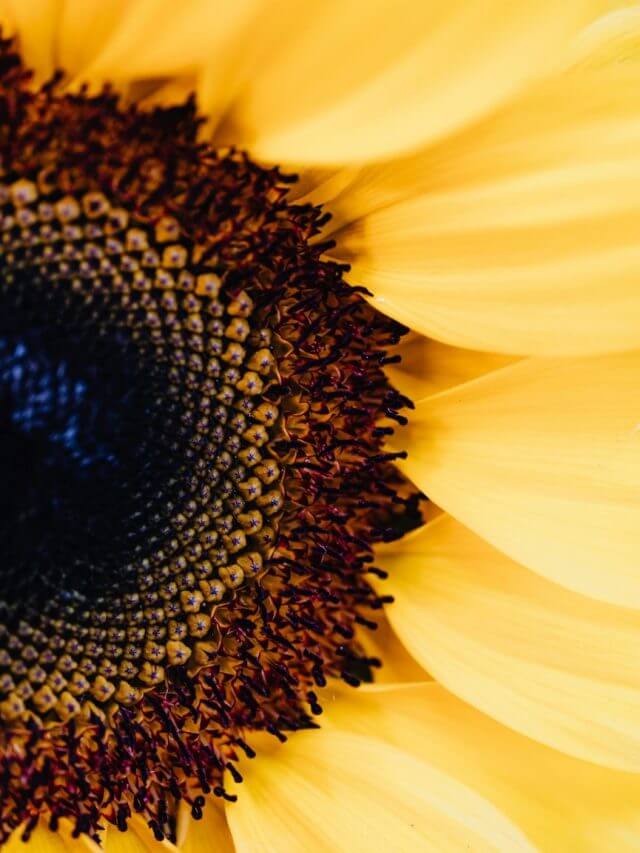 pexels-karolina-grabowska-4622893