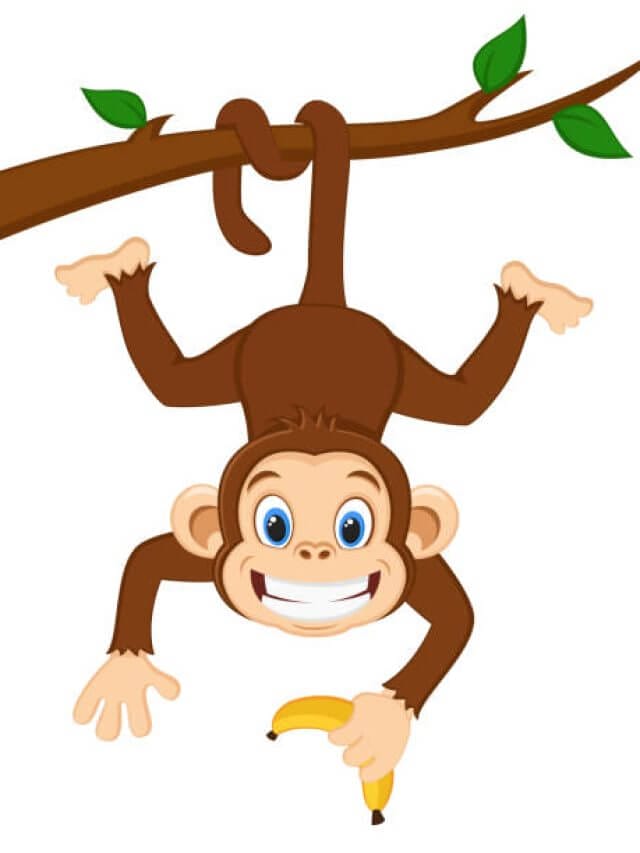 Monkey is hanging on a branch and holding a banana on a white background.